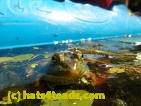/home//u458753944/public_html/sourcegallery////Frogs/Bullfrogs 2016-08 Ontario/P8081414.JPG